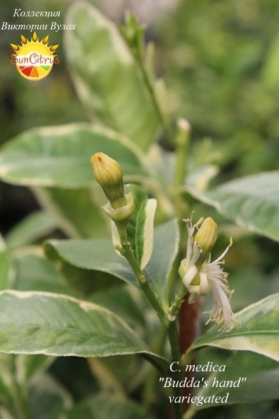 C. medica Buddas hand variegat - 
